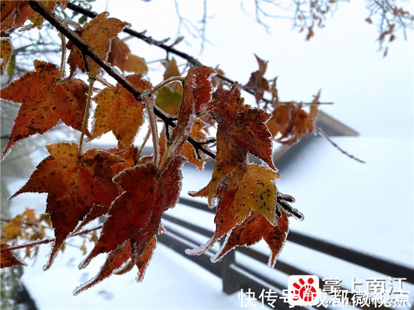 红叶|10月18日，一起去光雾山看红叶遇上白雪