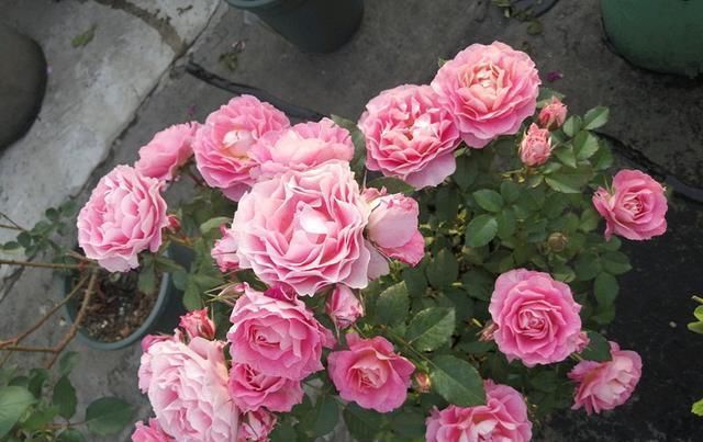 月季里的“开花机器”，能开一整年，花量非常多，阳台盆栽也可以