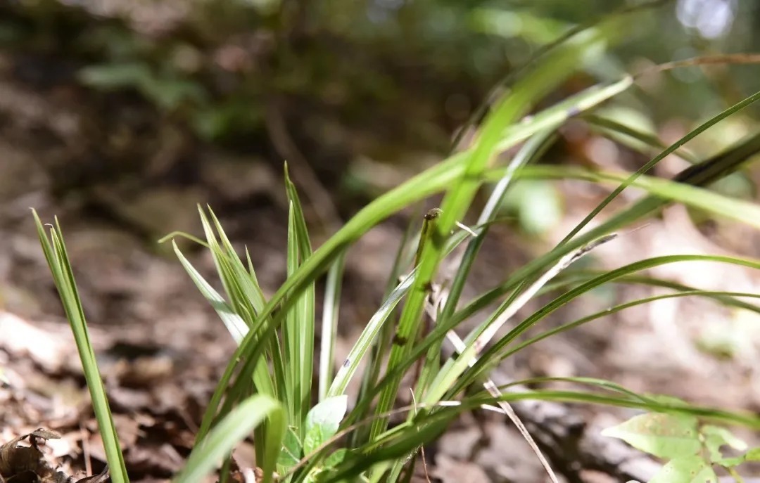 植料|多菌灵浇根，可以防止和治疗兰花烂根吗？兰友常常这样做