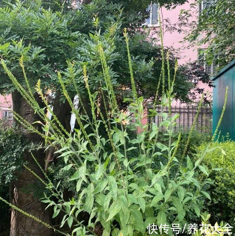 马缨丹|不能小看入侵植物，看到后要立马拔掉，留着就是祸害