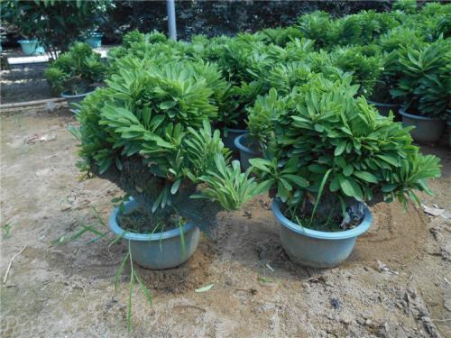 老花农都爱养的四大辟邪花卉,养一盆避邪镇宅,你家养了没