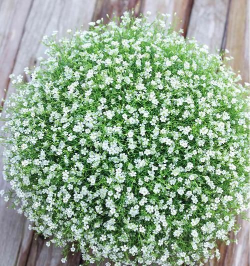  绿萝|浇点水就能开“爆盆”的花卉，花色清新，仙气十足，比绿萝还好养