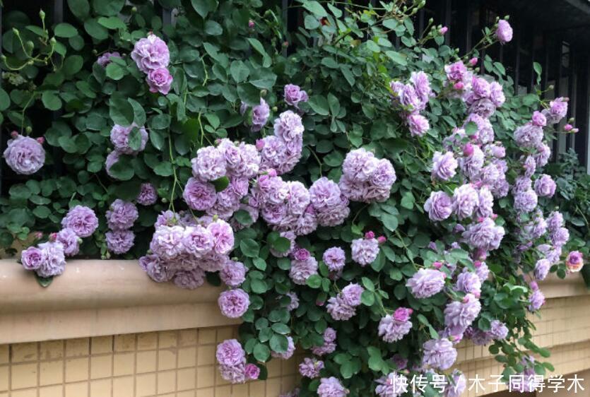 为什么说院子里要有藤本月季?看过上百个小院,我羡慕了