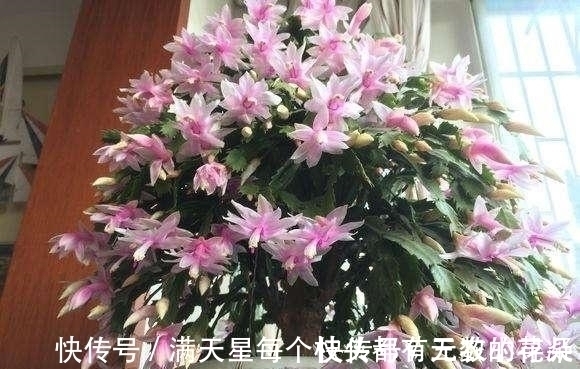 此种“液体”黏糊糊,家家都倒掉,殊不知用来养花,却是“宝”