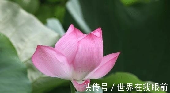 好运|8月份开始，四个属相霉运散去，好运来临