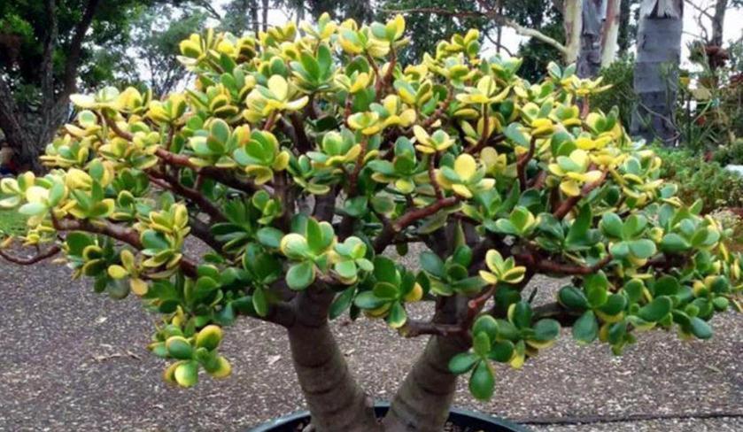 按这方法边修剪边养护玉树,盆栽不仅侧芽多,主干还长得更粗壮