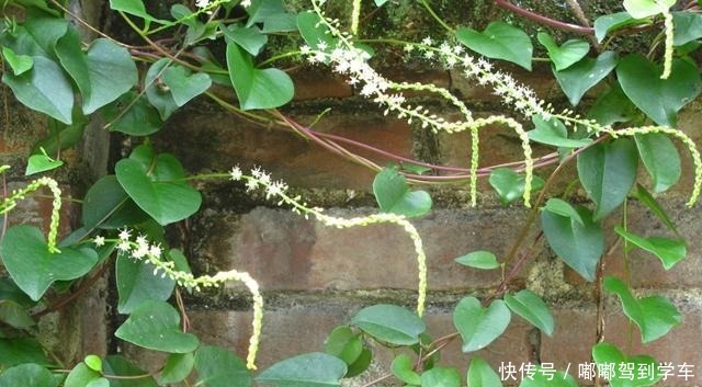 它与“三七”同名,却极少人知道价值,常被荒废,120元一斤!