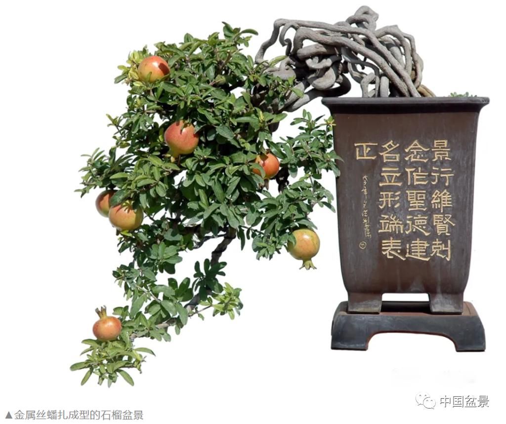 盆景玩成这样，真无语……