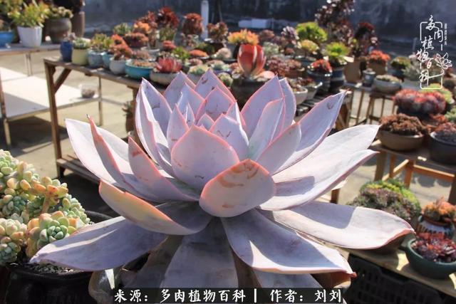 爱多肉，爱生活，我们是一群快乐的养肉人！