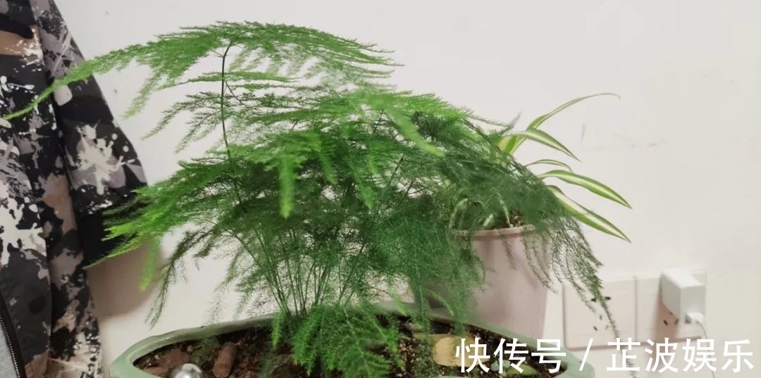 绿萝浇啤酒,文竹来勺糖,1个月嗖嗖长2米!