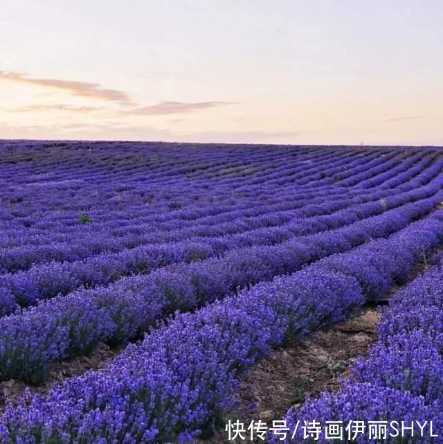 老年|塞外江南的花海世界