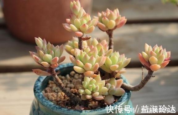 补水|给多肉浇水是门学问,5种方法,让你弄清楚该如何正确补水!