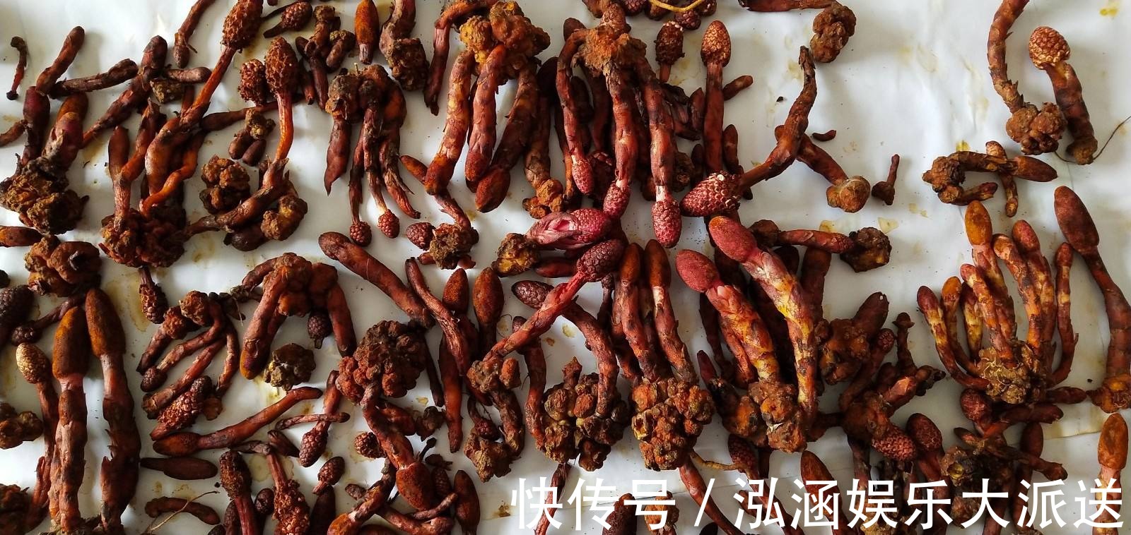 蛇菰|它名叫“红冬蛇菰,”长相酷似菌类植物,一年只能采摘几斤