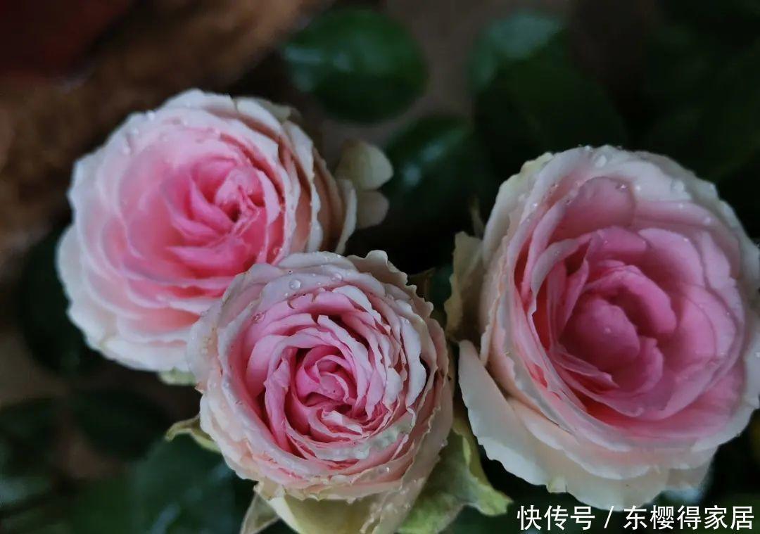 品种|6月份扦插,选好合适的植物品种,沾土、泡水都能活