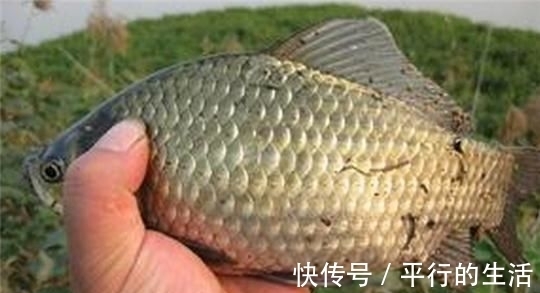 野钓鲫鱼,用几号钩才能中鱼多,跑鱼少呢