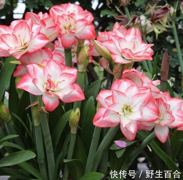 几种花养在家里,一整年都有好运气,开花漂亮财运来,一养就上瘾