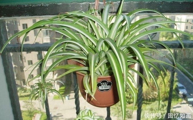 细菌|3种“细菌”最讨厌的植物,家里种几盆,家人少生病,身体更健康