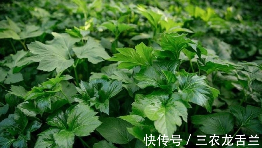 植物|农村一野植，不仅是农民眼中的上好野菜，还能用来降血压
