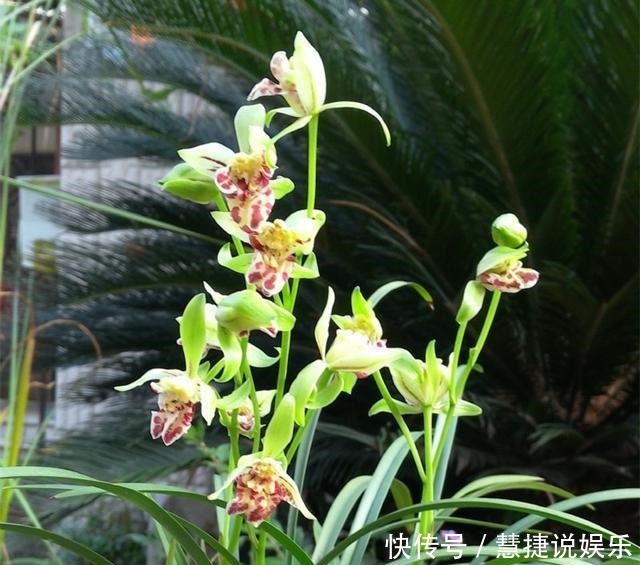  建兰|建兰奇花之首“梨山狮王”花型奇特，芳香四溢，养兰必备