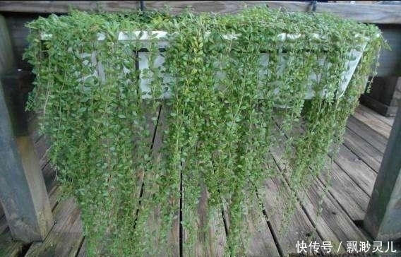 鲜花养不活改养多肉,这几款多肉吊起来养,简直美成银河系