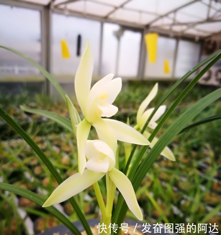 被耽误的“良心”好兰花,开花后气度非凡,珍品荷瓣,是传世极品