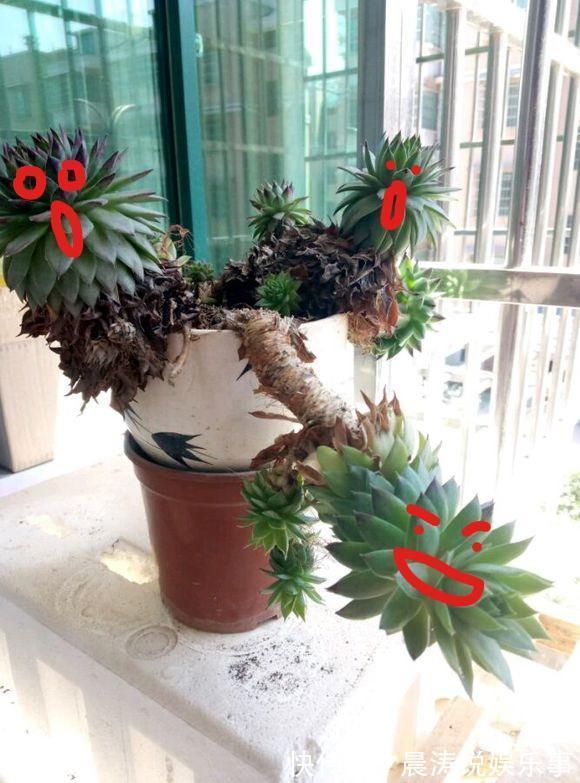 大和锦|多肉长残的照片,看一次笑一次,根治各种抑郁