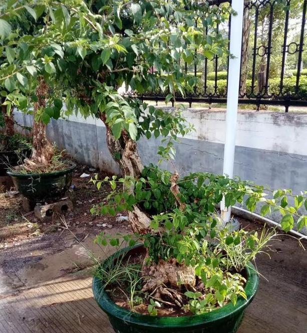 养花就盆栽簕杜鹃,夏天不怕热、开花漂亮,又叫光叶子花
