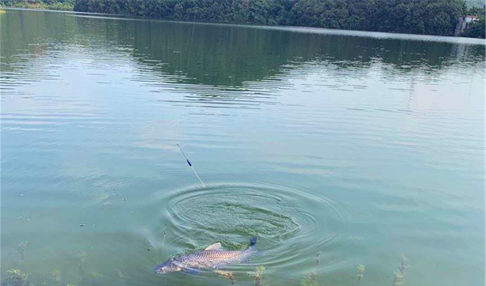 钓鱼技巧：钓鱼要不要放口？把窝中鱼钓光，还是养一养？你怎么看