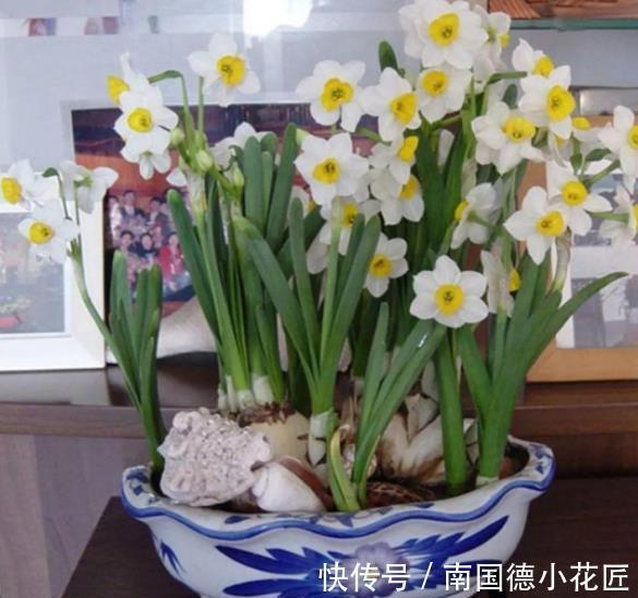 阿莫西林|家里过期药别丢,简单处理用来养花,杀菌又养根,比多菌灵好使