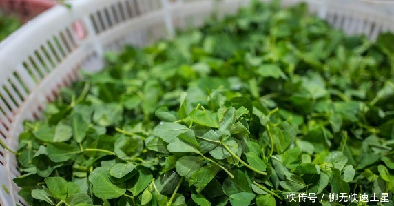 吃法|夏季挖野菜，送你64种野菜图片大全，教你认识不同的野菜和吃法！