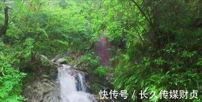 花草|浙江一景区火了，森林覆盖率高达百分之93