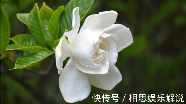 新手养花,不如养护这5款花,好养易活易爆盆,一年四季开花不断