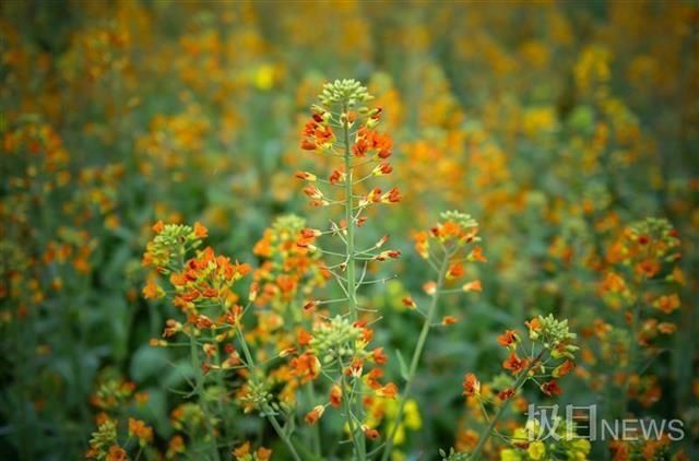 “女神节”里一起来看七彩油菜花