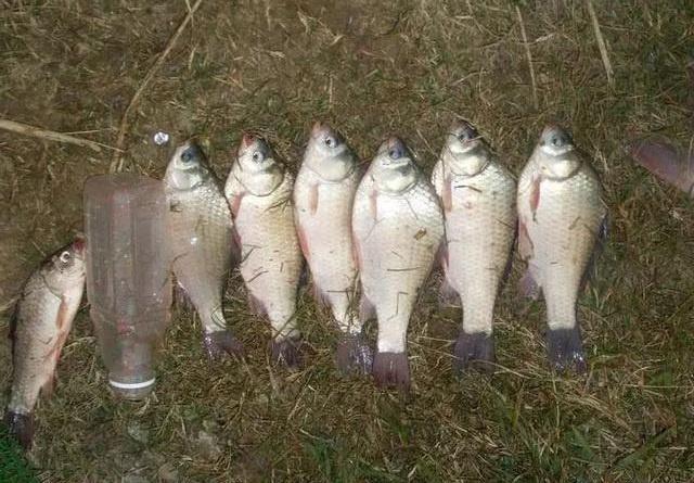 这种鲫鱼长相独特,不喜欢草边跟岸边,你钓到过这种鲫鱼吗