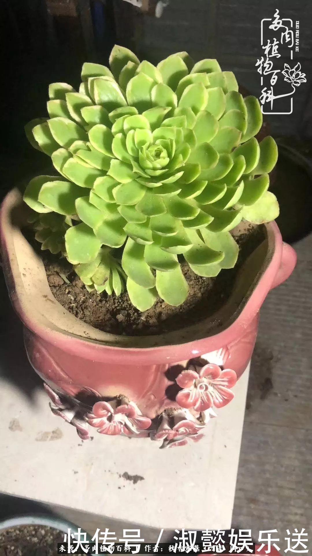 百科|多肉千万种,我独爱法师!爱它的霸气,更爱它的华丽蜕变!