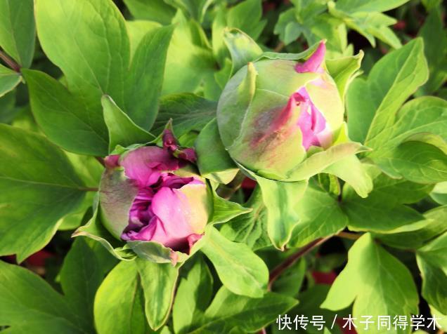 马上进入花期的花,10天一次肥,下个月就开花