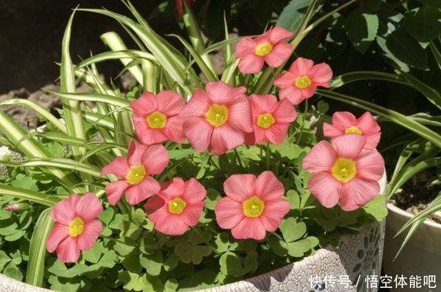 花一变这样,就是休眠了,赶紧换个地方养!花一变这样,就是休眠了,赶紧换个地方养!