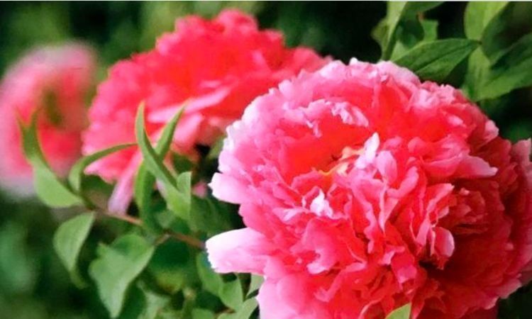 家里要养几种花,开花吉祥又喜庆,比牡丹还美,年年开花美翻