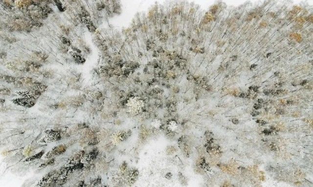 集体经济|苏翊鸣也期待的新疆粉雪，就在这个村