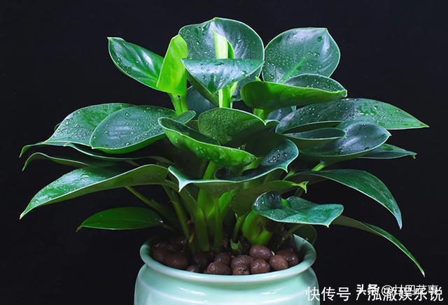 君子兰|7种花，就要“穷着养”，花盆越小，长势越喜人