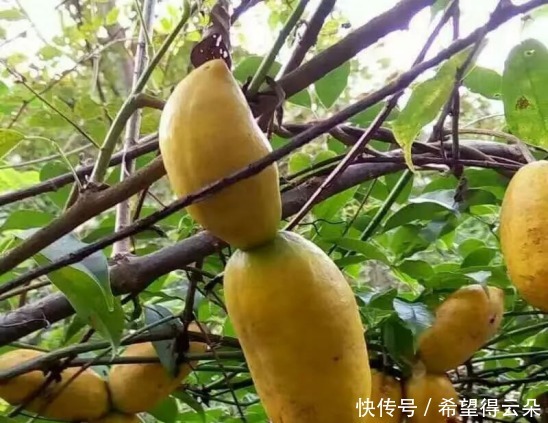 采摘|它现在的价值已不允许再折枝采摘,如果您的家乡也有,请及时重视!