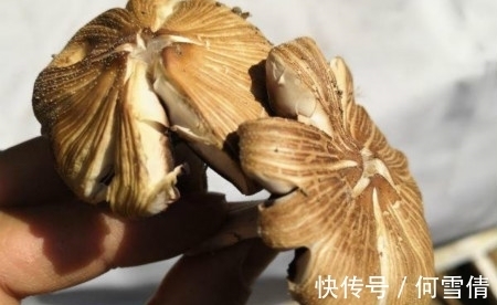 新手养花，不如养观赏精品：世界上最大的蘑菇有多大？
