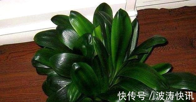 根系|想要繁殖君子兰,这“两种”方法最靠谱,用错方法,只会“徒劳”