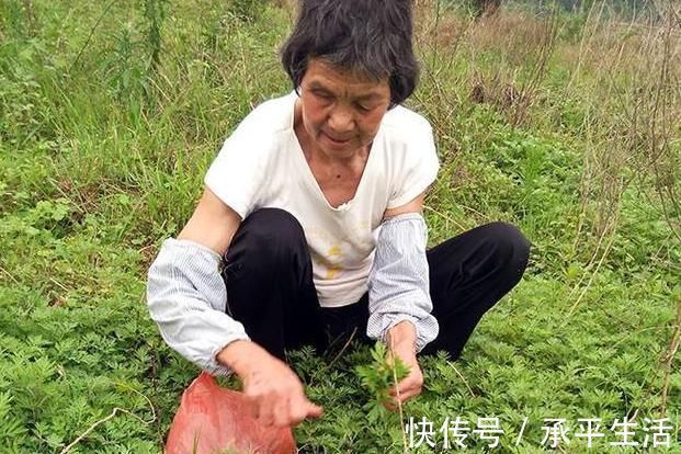 艾草|农村一种野草气味独特，做成枕头安眠助睡，被称女性的“保护草”