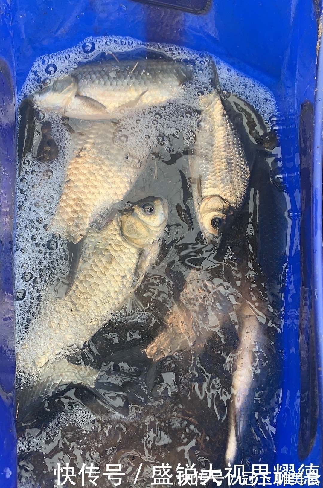 钩子|蚯蚓挂法优劣对比,根据鱼情做最优选择,渔获显著提升