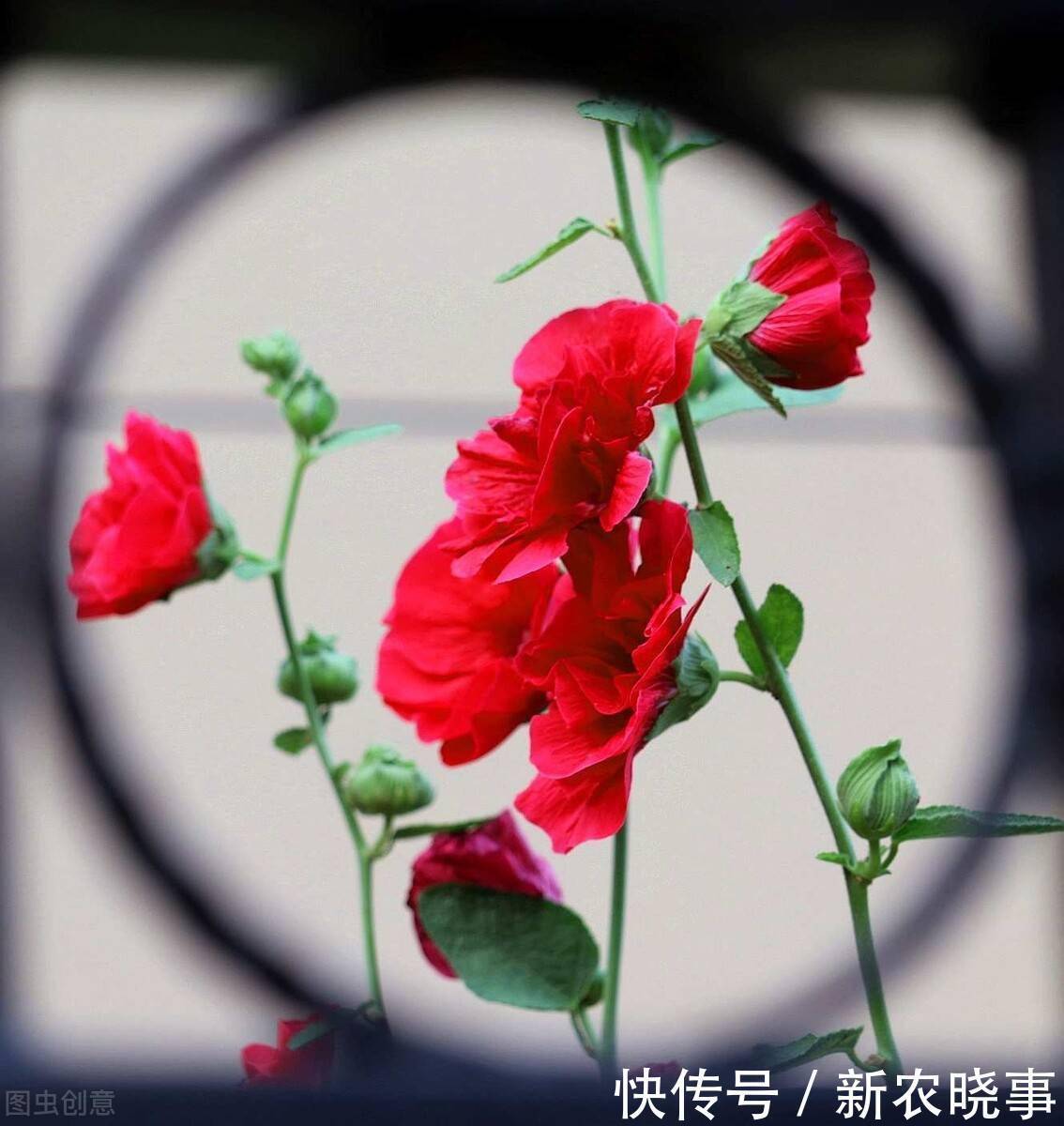 以前被嫌弃的土花,现在变成盆栽中的“香饽饽”,只因好养花量大