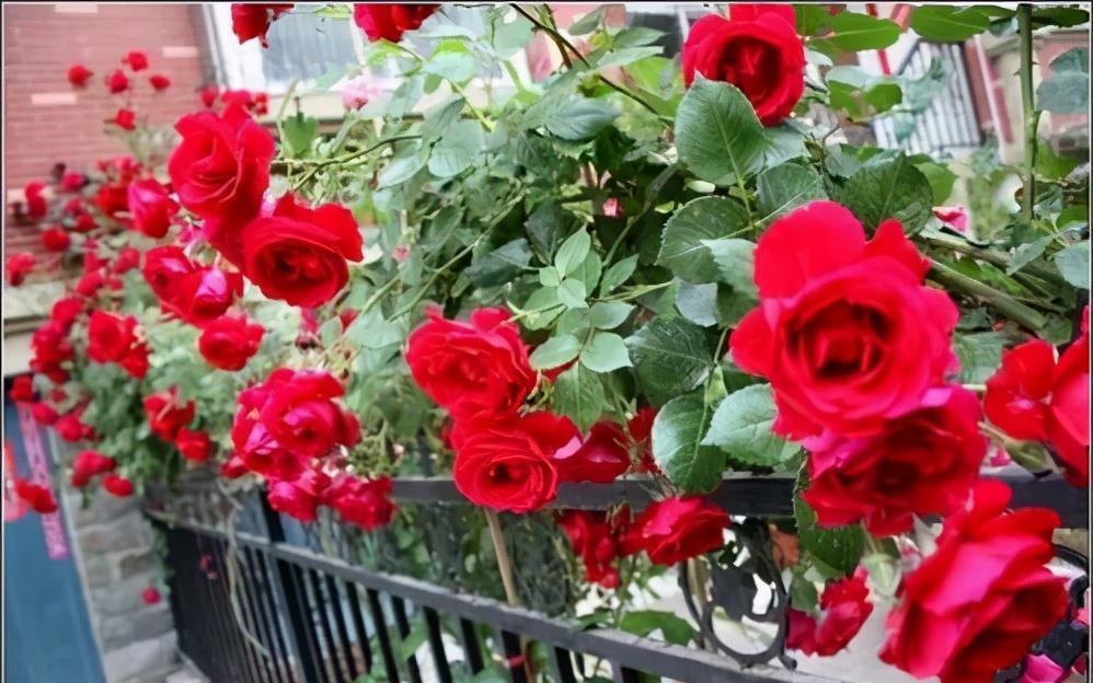 月季花|秋天扦插“4种花”,易生根,爱生长