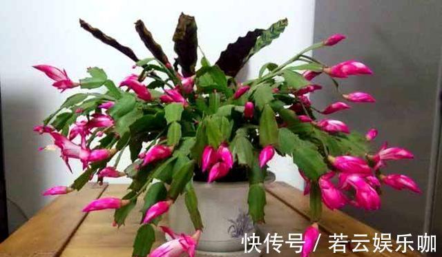 养蟹爪兰，掌握一个小技巧，花儿疯了似的开，叶片都能繁殖一大盆