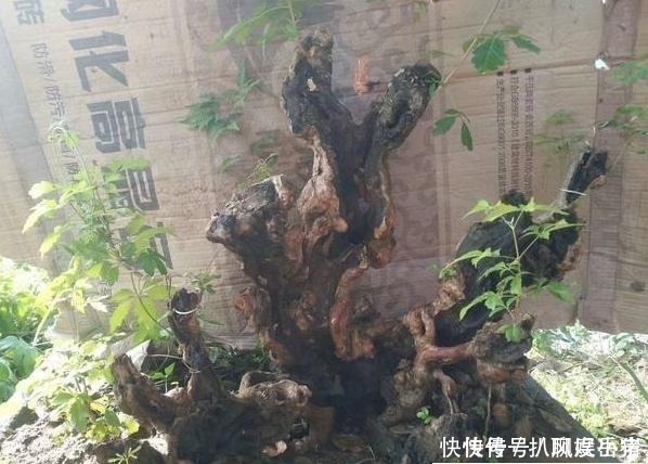 黄荆|山路边挖来的“虫眼桩”,捡回埋在沙盆中,3个月发新芽、价猛涨