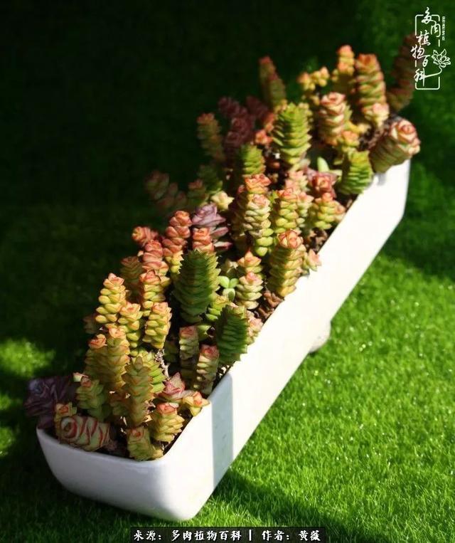 养了三年多肉,终于明白佛系养肉才是王道!